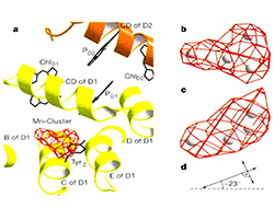 Crystal structure of PS II